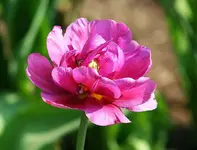 gefüllte Tulpe_klein.webp
