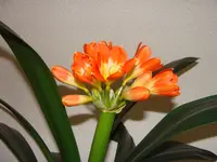 DSC01707.webp