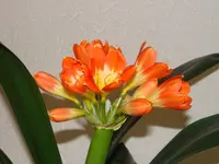 DSC01708.webp