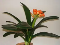DSC01709.webp