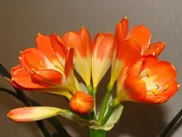 DSC01710.webp
