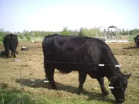 Rind.webp