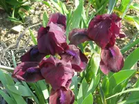 IMG_kirschgarten1_1067x800.webp