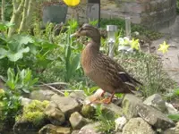 ente an land.webp