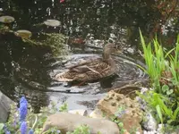 ente.webp