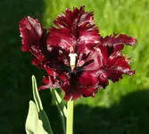 BlackParrot2011.webp