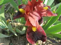 IMG_little bucaneer_1067x800.webp