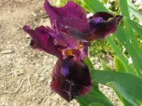 IMG_samtpfötchen3_1067x800.webp