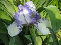 IMG_weiß blau_1067x800.webp