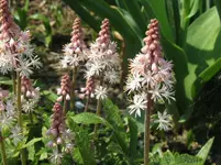 IMG_tiarella morning star_1067x800.webp