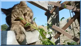 Oscar auf der Leiter1.webp
