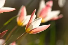 Tulpe.webp