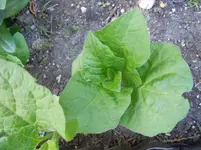 Ludwigshafen Garten 081.webp