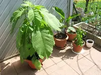 DSCF5296.webp