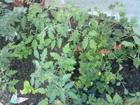 DSC00787.webp