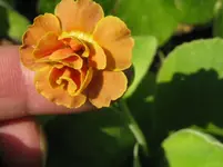IMG_gizabroon1_1067x800.webp