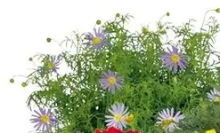 lila Blümchen.webp