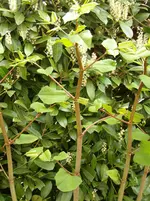 HPIM0005.webp