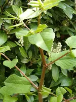 HPIM0006.webp