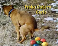 Ostern-m.-Sch.webp