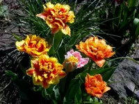 SDC13462.webp