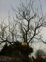 Gold 2011 023.webp
