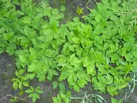 P4250319.webp