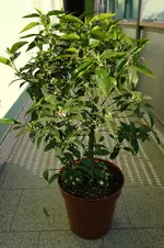 SAM_2518.webp SAM_2518.webp