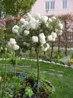 014.webp