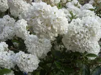 010.webp