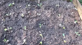 Kohlrabi.webp