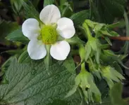 Erdbeere (2).webp