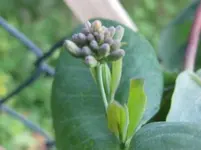 Geißblatt.webp