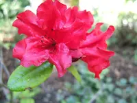 DSCF5300.webp