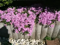DSCF5301.webp