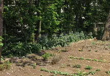 Beinwellblüte.webp