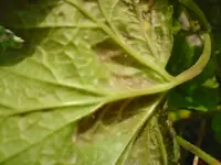 DSC00791.webp