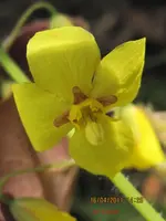 gelbe elfe1.webp