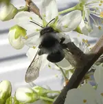 s-w biene.webp