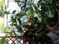 Der Grosse-Grosse.webp