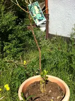 der trauriege  neuanfang  citrus 2011 024.webp