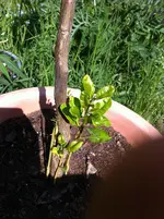 der trauriege  neuanfang  citrus 2011 030.webp