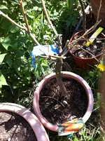 der trauriege  neuanfang  citrus 2011 026.webp