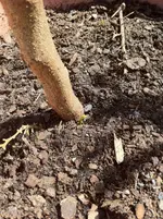 der trauriege  neuanfang  citrus 2011 039.webp