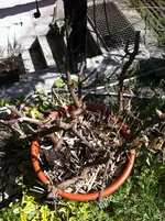 der trauriege  neuanfang  citrus 2011 044.webp