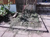 DSC00987.webp