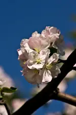 Weimar 24.4.11 (109 von 129).webp