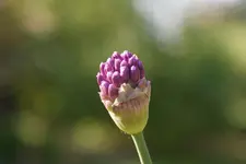 DSC00644.webp
