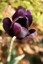 DSC00654.webp