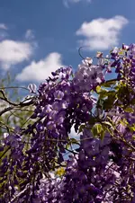 Gartenmesse Bamberg 25.4.11 (56 von 59).webp